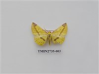 藏品(尺蛾291)的圖片